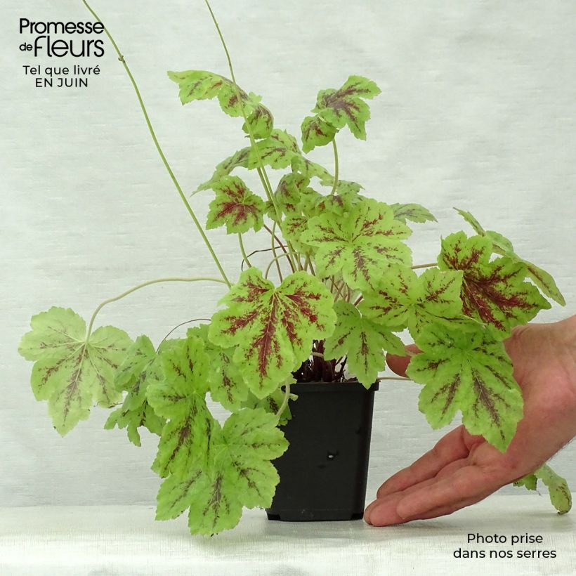 Ejemplar de Heucherella Solar Power Godet de 9cm entregado en verano