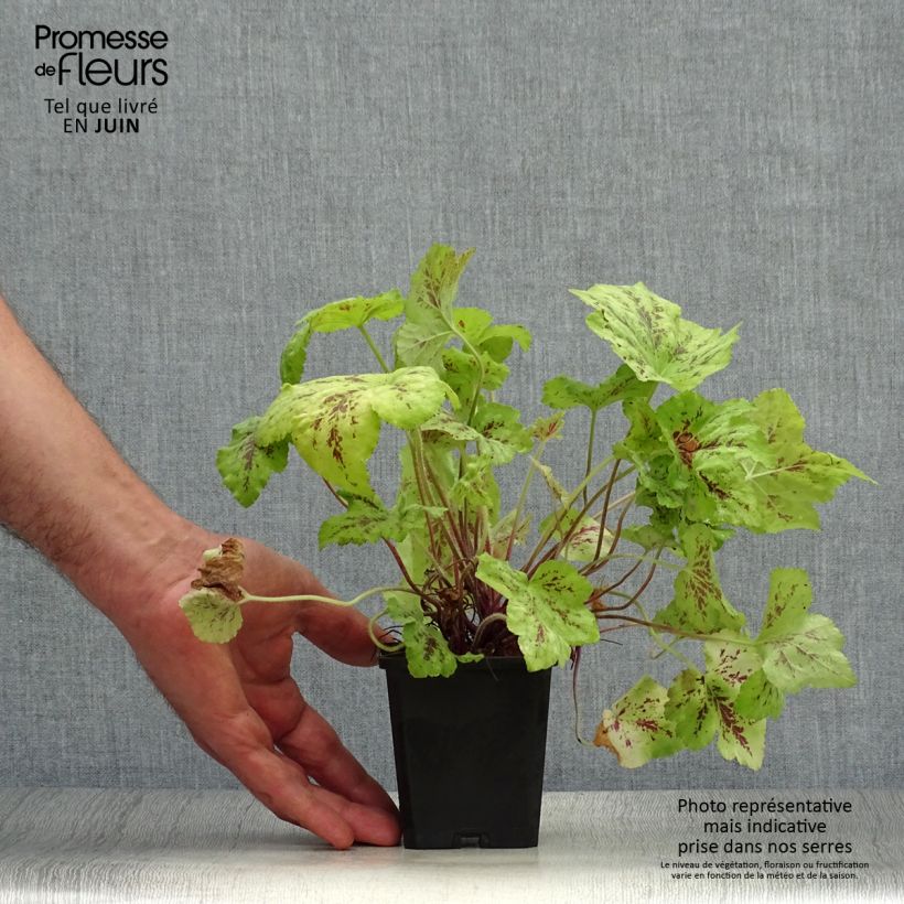 Ejemplar de Heucherella Stoplight en godet de 9 cm entregado en verano