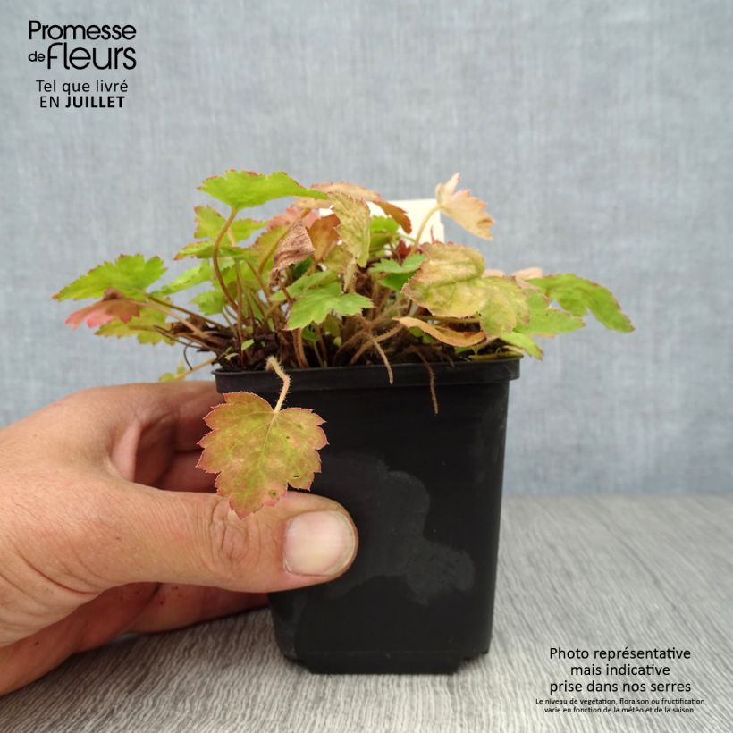 Ejemplar de Heucherella alba Bridget Bloom Maceta de 8/9 cm entregado en verano