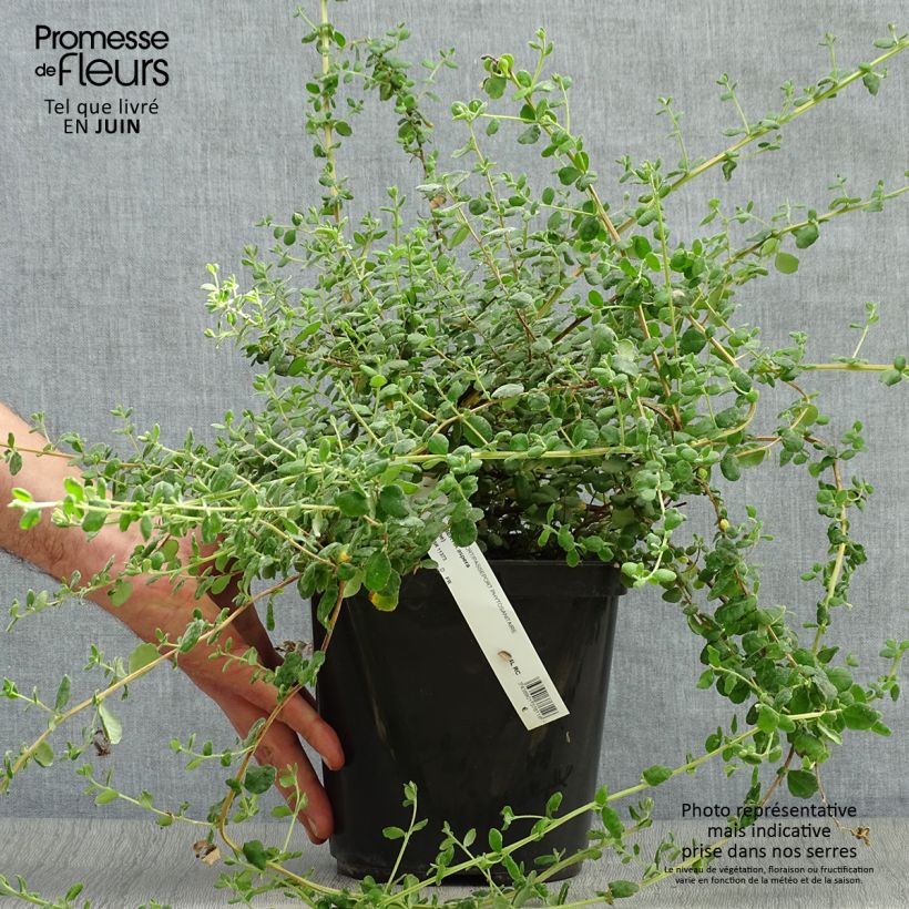 Ejemplar de Hibbertia aspera - Fleur de Guinée Pot de 4L entregado en verano