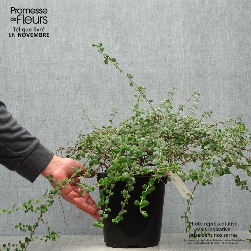 Ejemplar de Hibbertia aspera Maceta 4L/5L entregado en otoño