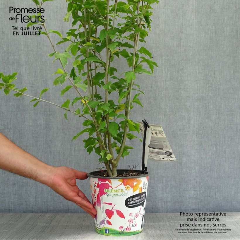 Ejemplar de Hibiscus syriacus French Cabaret Red - Altea Maceta 3L/4LAltura de entrega aprox. 40/50cm entregado en verano