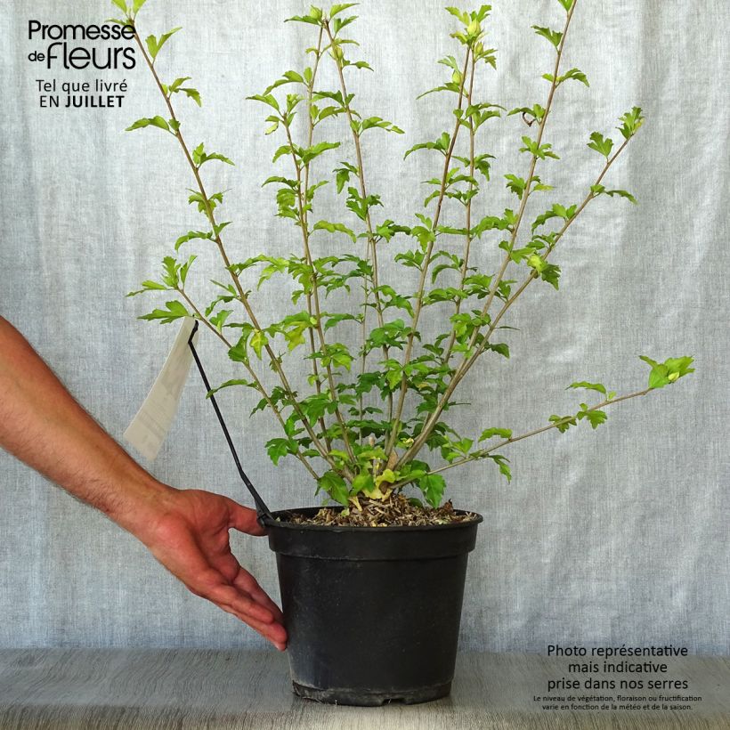 Ejemplar de Altea Pink Giant - Hibiscus syriacus Maceta 4L/5LAltura de entrega aprox. 60/70cm entregado en verano