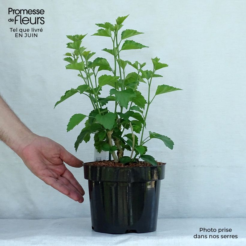 Ejemplar de Hibiscus Rose Moon - Altea Maceta 3L/4LAltura de entrega aprox. 40+cm entregado en verano