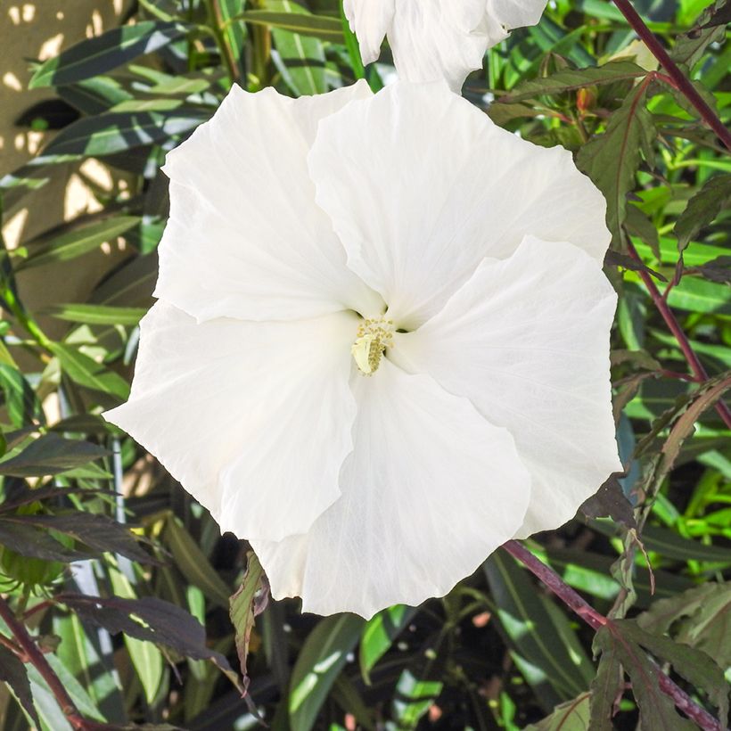 Hibiscus moscheutos Carousel® Ghost® - Hibisco moschetos (Floración)
