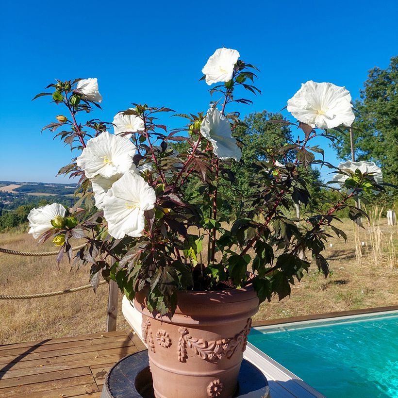 Hibiscus moscheutos Carousel® Ghost® - Hibisco moschetos (Porte)