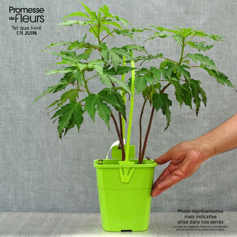 Ejemplar de Hibiscus moscheutos Pink Candy - Hibisco moschetos Maceta 4L/5L entregado en verano
