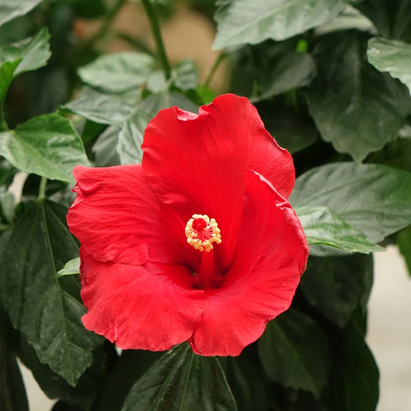 Hibiscus Sunny Cities Premiere Red - Rosa de China (Floración)