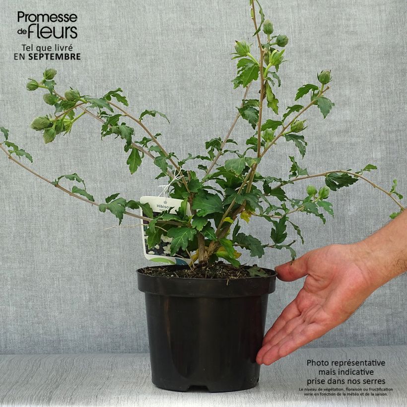 Ejemplar de Hibiscus syriacus Eléonore - Altea Maceta 2L/3L entregado en otoño