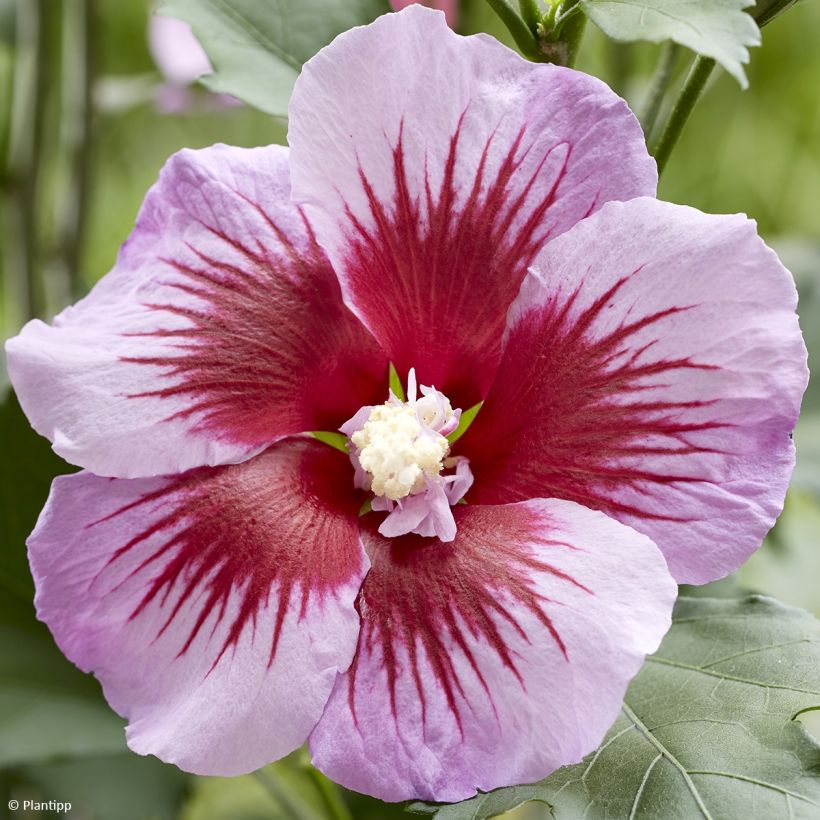Hibiscus syriacus Flower Tower Purple - Altea (Floración)