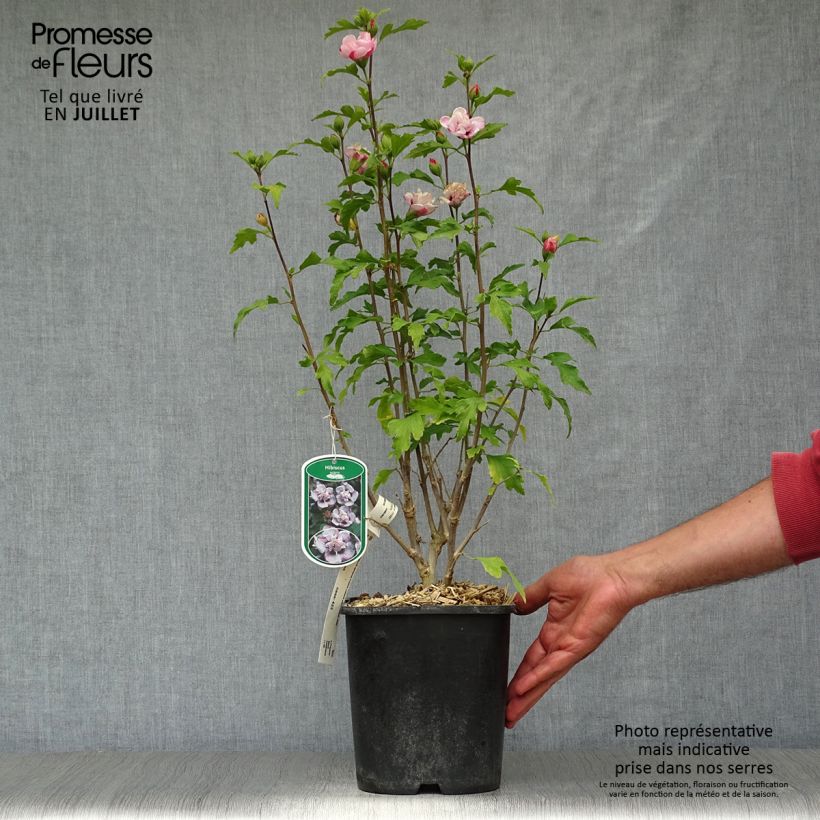 Ejemplar de Hibiscus syriacus French Cabaret Pastel - Altea Maceta 3L/4LAltura de entrega aprox. 30+cm entregado en verano
