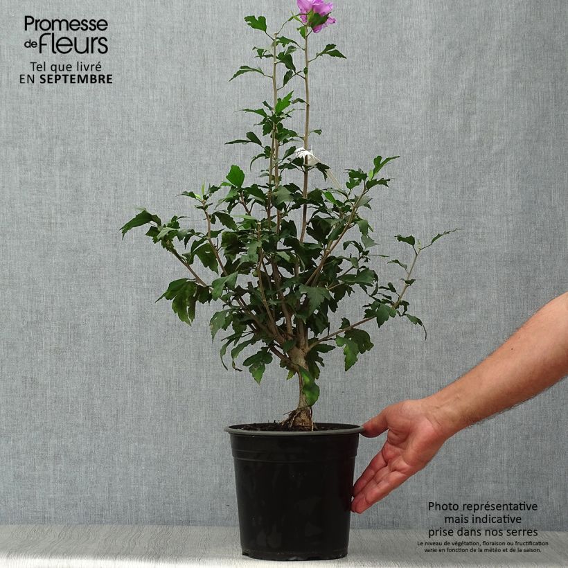 Ejemplar de Hibiscus syriacus French Cabaret Purple - Altea Maceta 3L/4L entregado en otoño