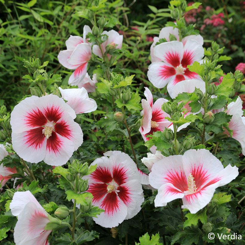 Hibiscus syriacus Hibisa Blanco - Rosa de Siria (Floración)