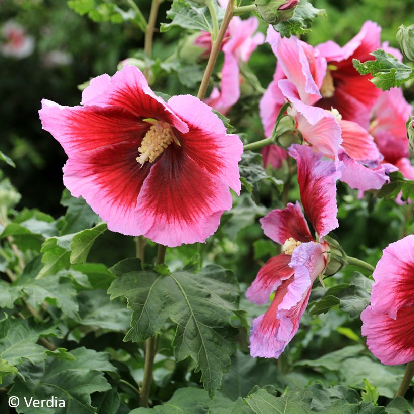 Hibiscus syriacus Hibisa Cocktail - Rosa de Siria (Floración)