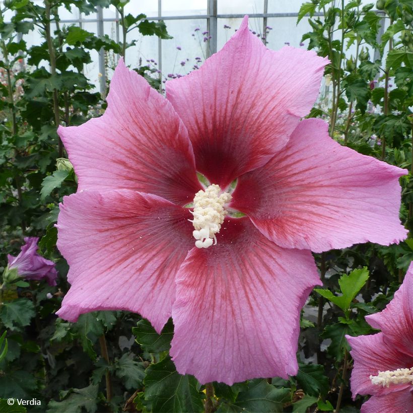 Hibiscus syriacus Hibisa Rosada - Rosa de Siria (Floración)