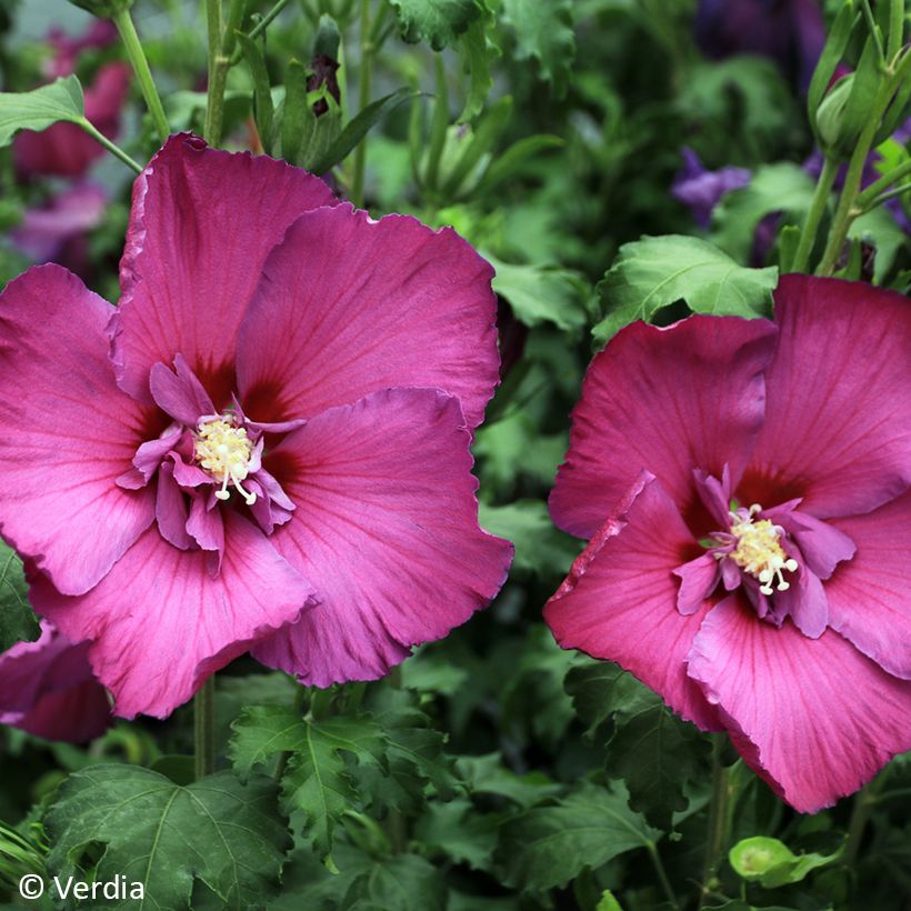 Hibiscus syriacus Hibisa Sangria - Rosa de Siria (Floración)