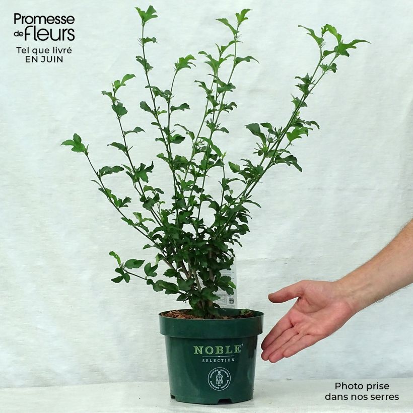 Ejemplar de Altea Magenta Chiffon - Hibiscus syriacus Maceta 3L/4LAltura de entrega aprox. 30+cm entregado en verano