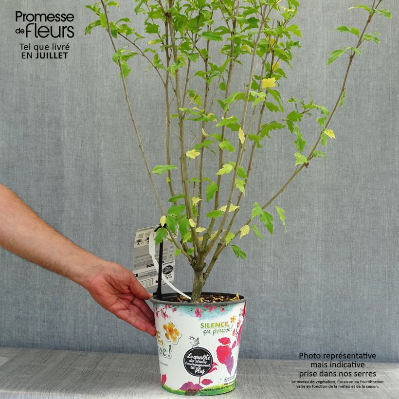 Ejemplar de Altea Pinky Spot - Hibiscus syriacus Maceta 4L/5LAltura de entrega aprox. 30+cm entregado en verano