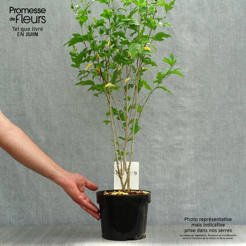 Ejemplar de Hibiscus syriacus Shintaeyang - Altea Maceta 3L/4LAltura de entrega aprox. 60cm entregado en verano