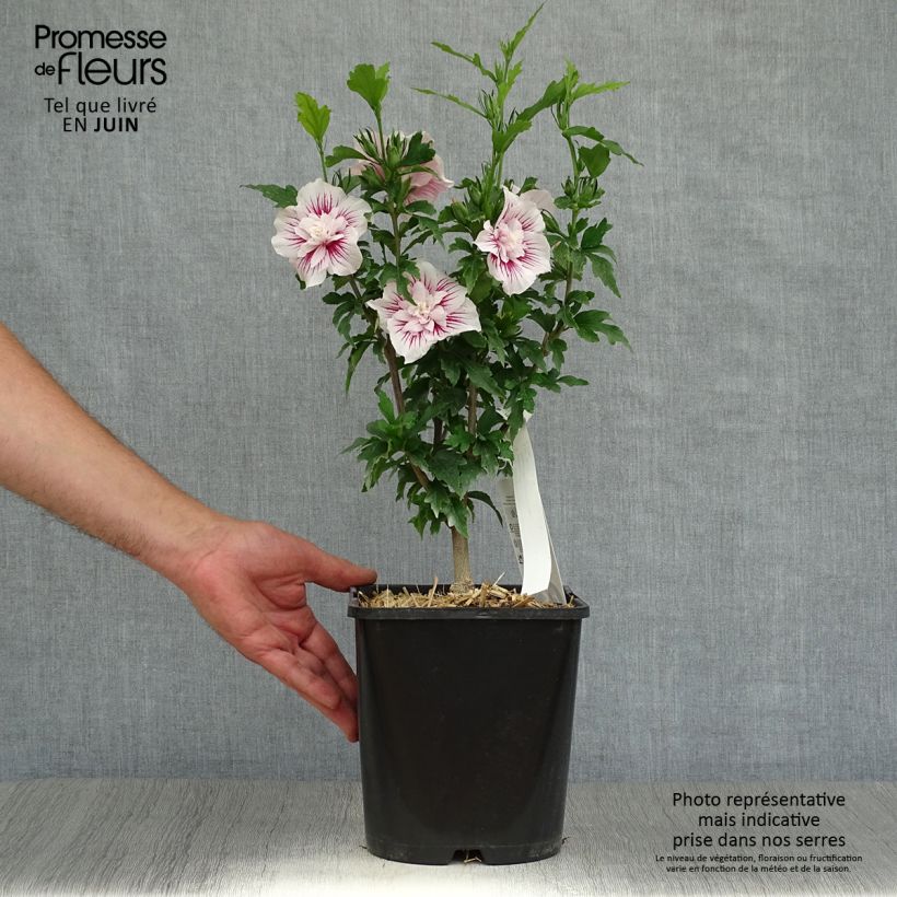 Ejemplar de Altea Starbust Chiffon - Hibiscus syriacus Maceta 3L/4LAltura de entrega aprox. 40/50cm entregado en verano