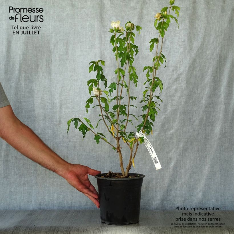 Ejemplar de Altea Sup'Heart - Hibiscus syriacus Maceta 3L/4LAltura de entrega aprox. 30/40cm entregado en verano