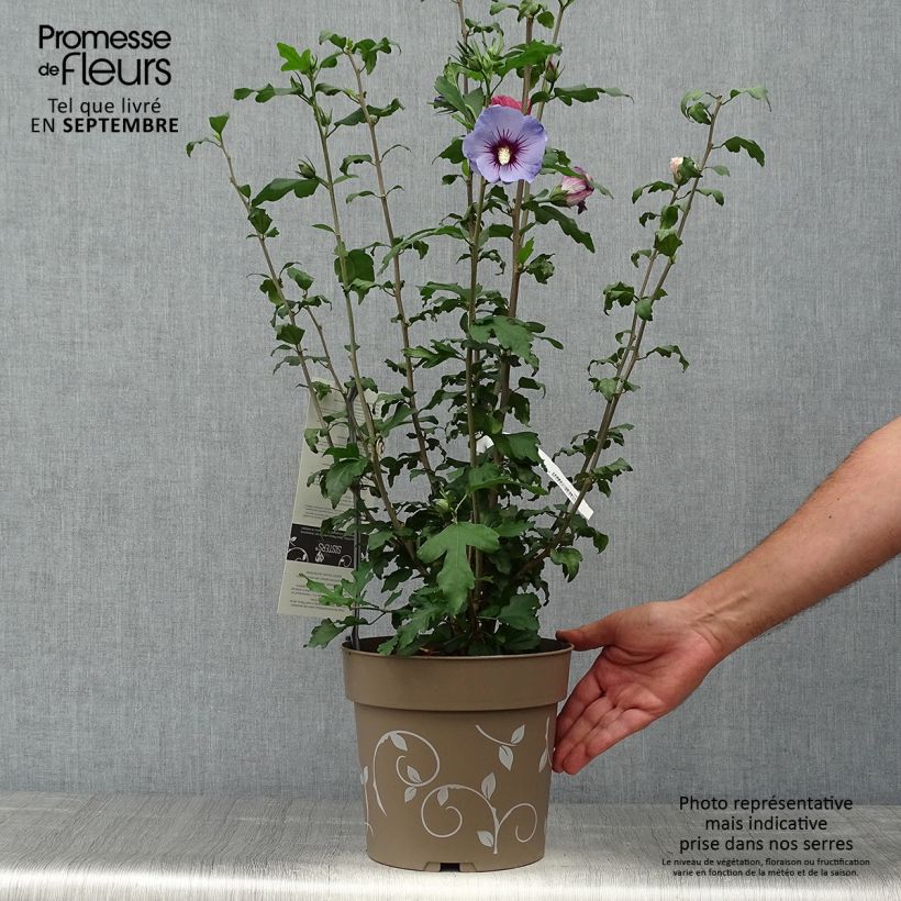 Ejemplar de Hibiscus syriacus Three Sisters Mix - Hibiscus syriacus Maceta 6L/7L entregado en otoño