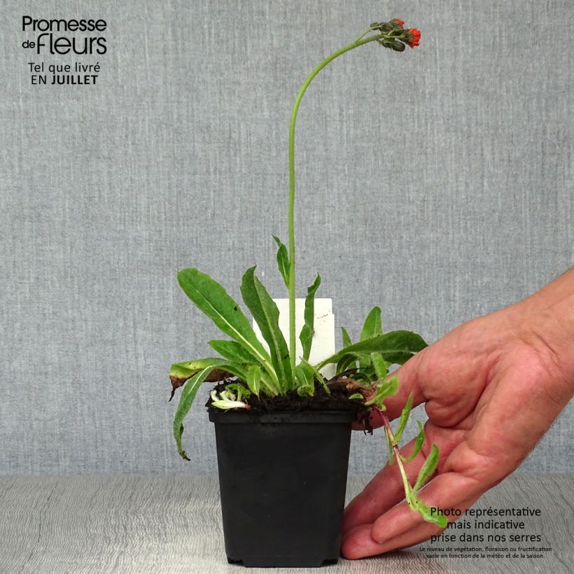Ejemplar de Hieracium aurantiacum - Halconera naranja Maceta de 8/9 cm entregado en verano