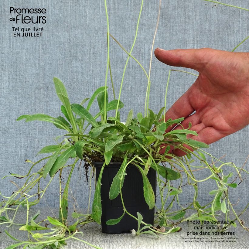 Ejemplar de Hieracium pilosella - Vellorita Maceta de 8/9 cm entregado en verano