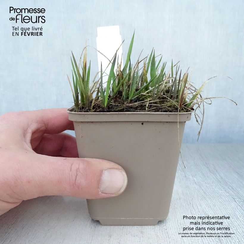 Hierba de búfalo - Hierochloe odorata Maceta de 8/9 cm Ejemplar entregado en invierno