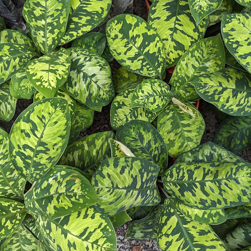 Homalomena Camouflage (Follaje)