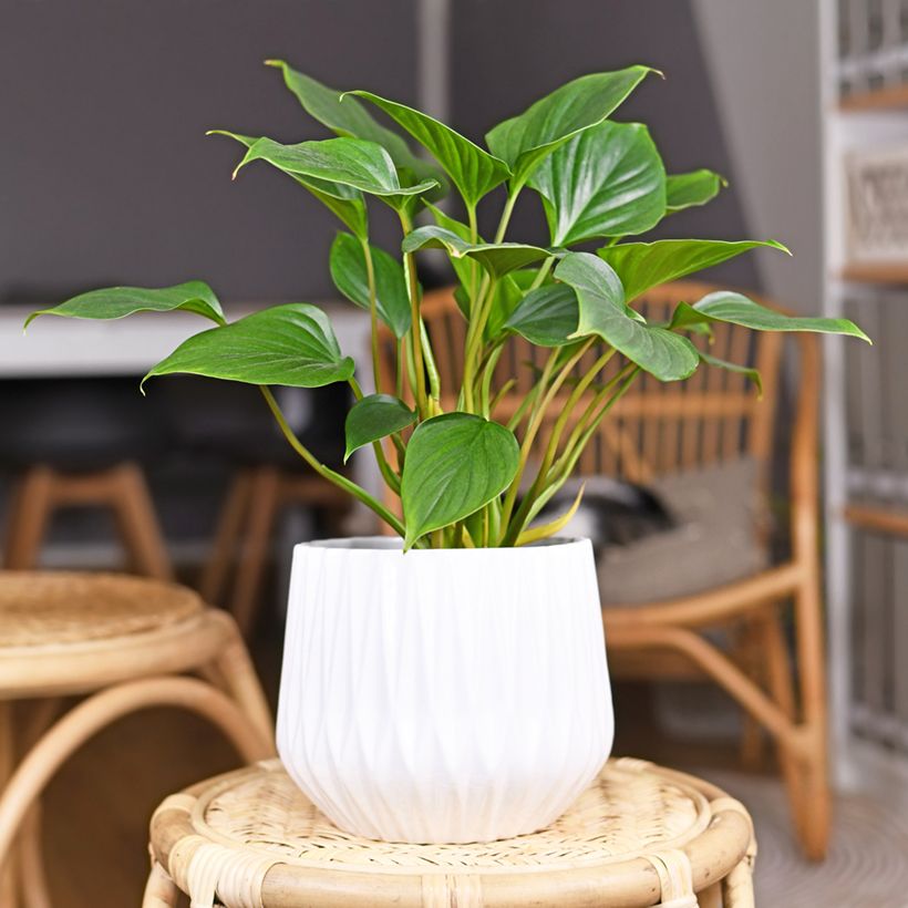 Homalomena Emerald Gem (Porte)
