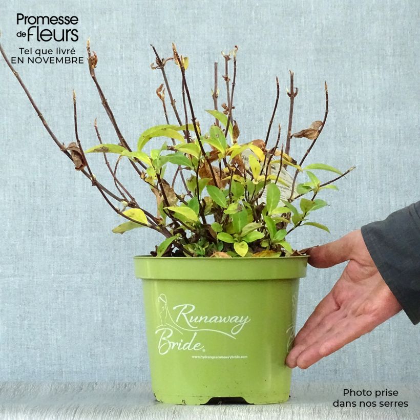 Ejemplar de Hortensia Runaway Bride - Hydrangea Maceta 3L/4L entregado en otoño