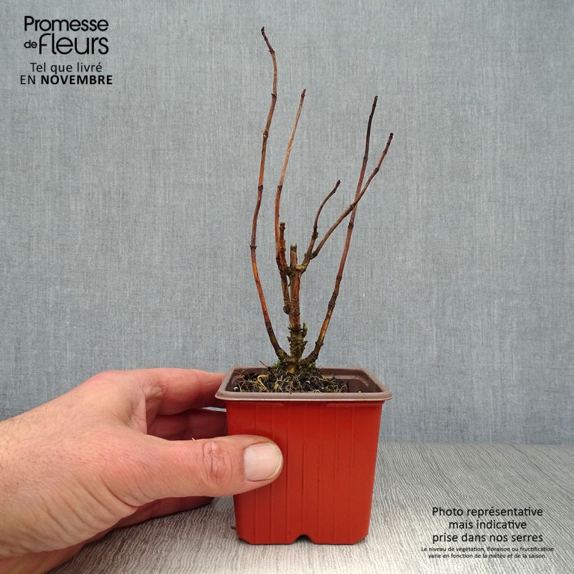 Ejemplar de Hortensia arborescens Annabelle Maceta de 8/9 cm entregado en otoño