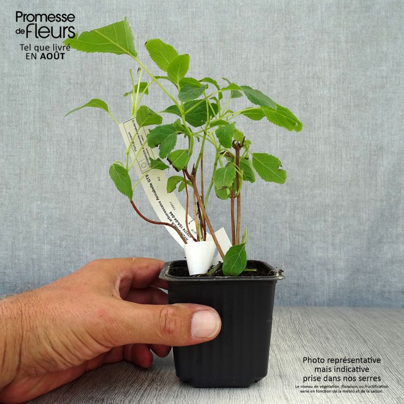 Ejemplar de Hortensia arborescens Annabelle Godet de 8/9 cmHauteur livrée env. 10/15cm entregado en verano