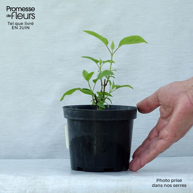 Ejemplar de Hortensia arborescens Annabelle Pot de 12 cm / 13 cmHauteur livrée env. 15/20cm entregado en verano