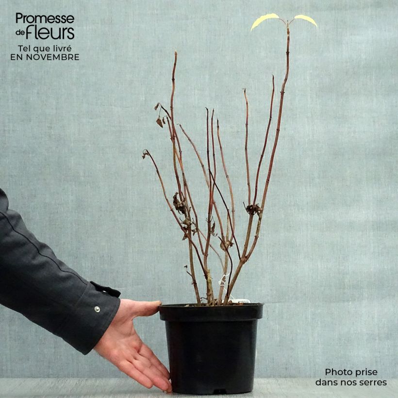 Ejemplar de Hortensia arborescens Annabelle Maceta 2L/3L entregado en otoño