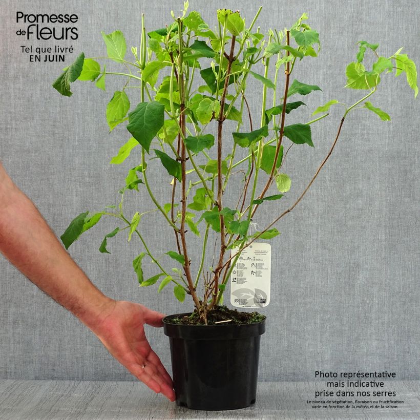 Ejemplar de Hortensia arborescens Annabelle Pot de 2L/3LHauteur livrée env. 30/40cm entregado en verano