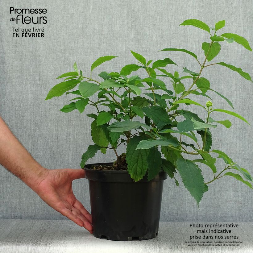 Ejemplar de Hortensia arborescens Hayes Starbust Pot de 3L/4LHauteur livrée env. 40/50cm entregado en otoño