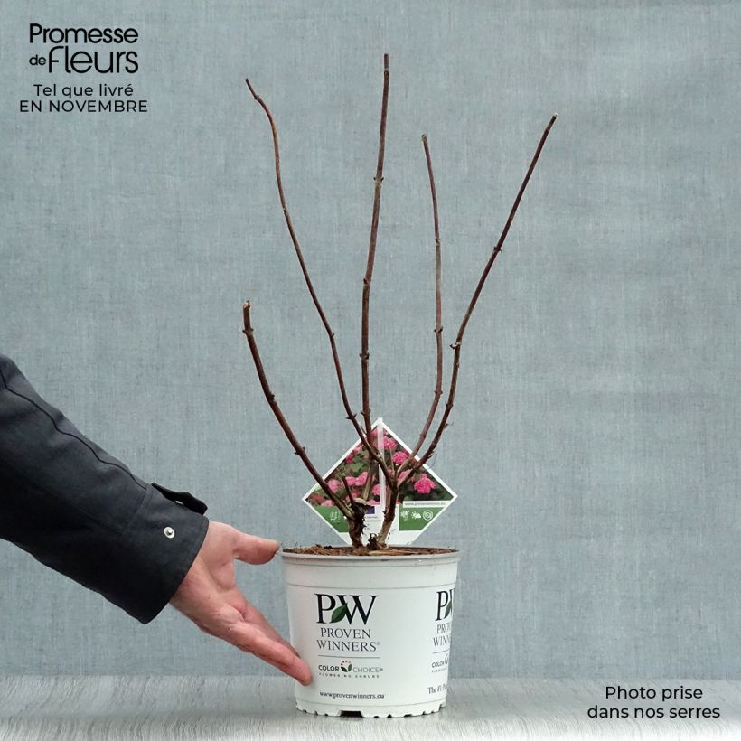Ejemplar de Hortensia arborescens Pink Annabelle Maceta 2L/3L entregado en otoño
