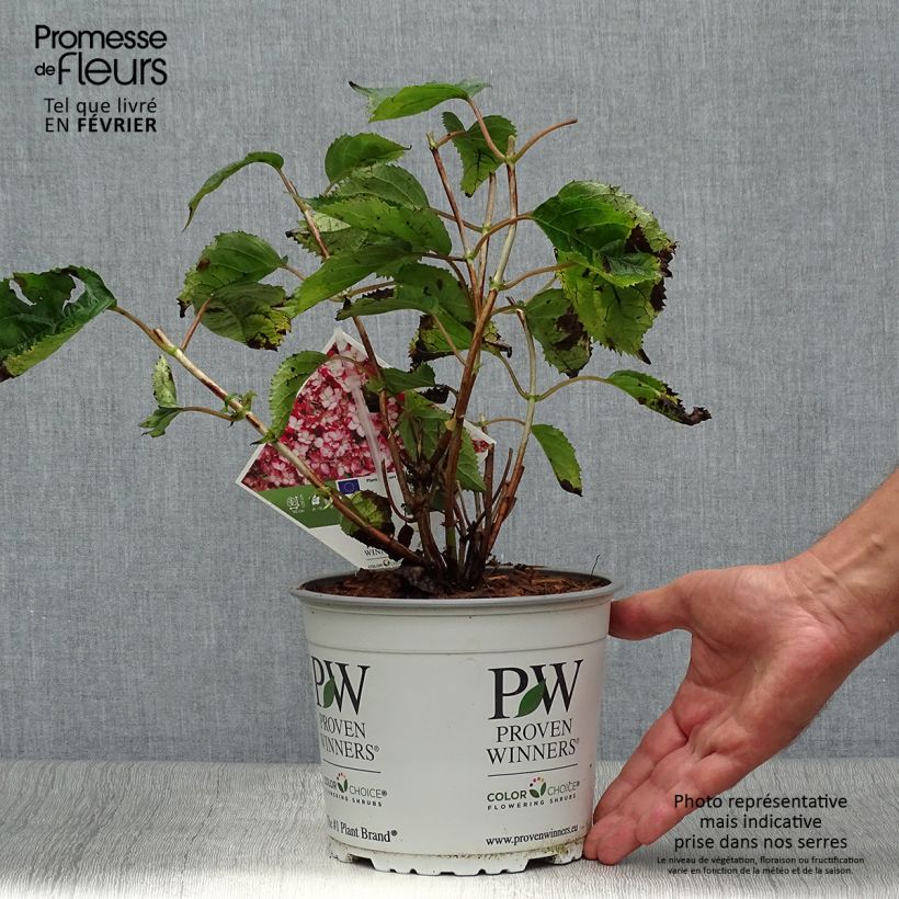 Ejemplar de Hortensia arborescens Ruby Annabelle Maceta 2L/3L entregado en otoño