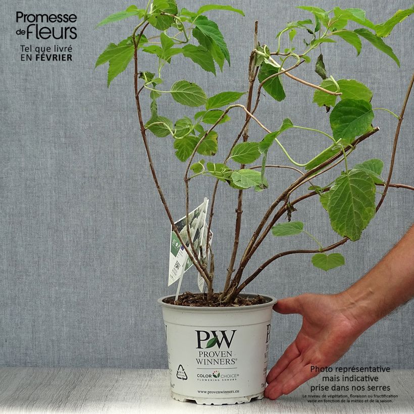 Ejemplar de Hortensia arborescens Strong Annabelle Maceta 2L/3L entregado en otoño