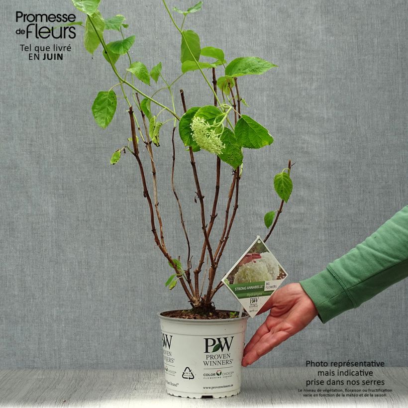 Ejemplar de Hortensia arborescens Strong Annabelle ( Incrediball ) Pot de 2L/3L, 3 /5 branchesHauteur livrée env. 20/-cm entregado en verano