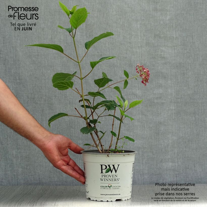 Ejemplar de Hortensia arborescens Sweet Annabelle Pot de 2L/3L, 3 /5 branchesHauteur livrée env. 30/40cm entregado en verano