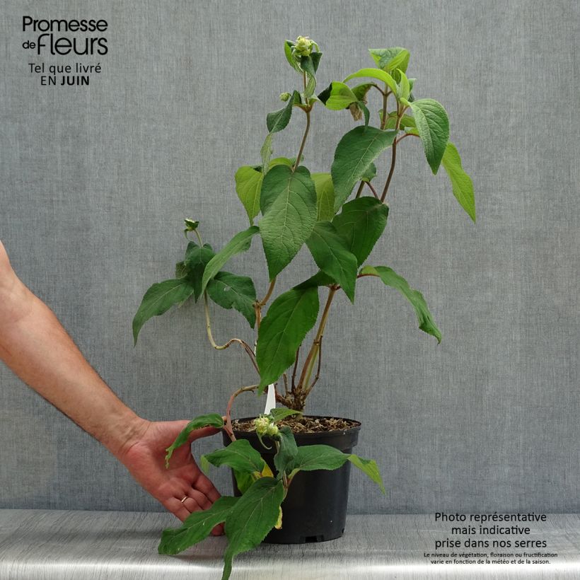 Ejemplar de Hortensia aspera Anthony Bullivant - Hydrangea Maceta 3L/4L entregado en verano