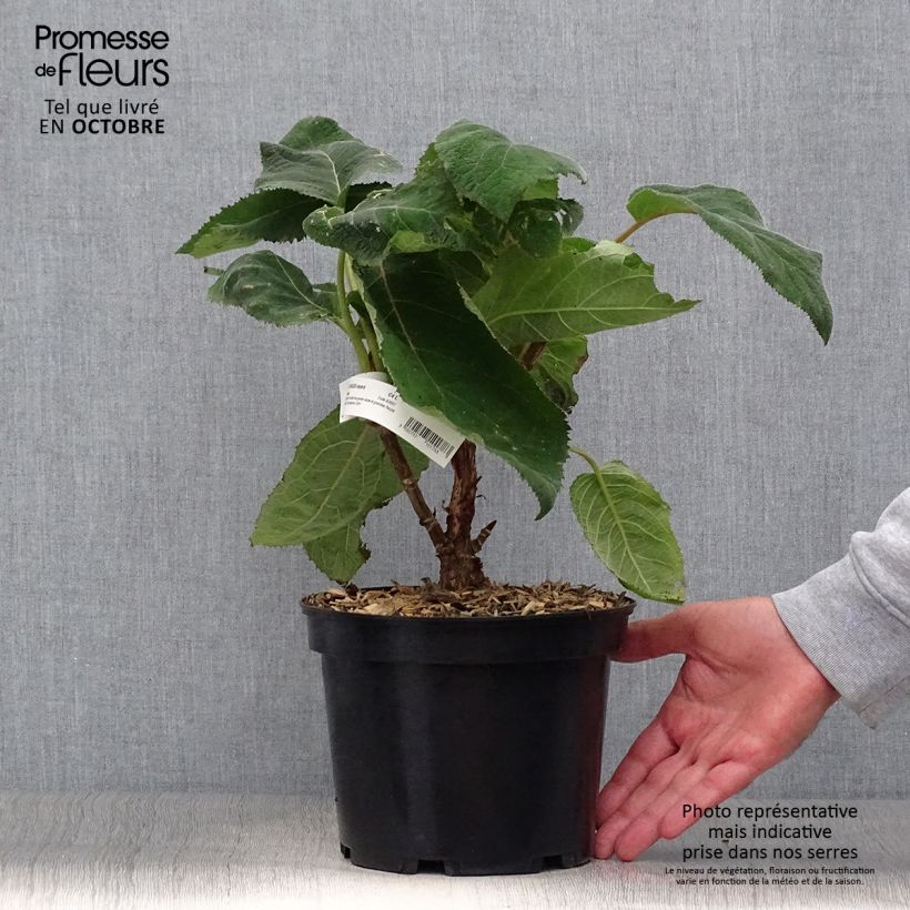 Ejemplar de Hortensia aspera Bellevue - Hydrangea Maceta 4L/5L entregado en otoño