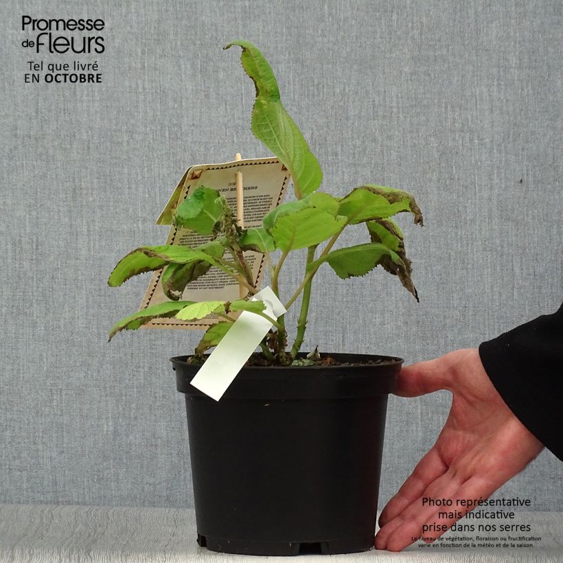 Ejemplar de Hortensia aspera subsp. sargentiana Goldrush - Hydrangea Maceta 2L/3L entregado en otoño
