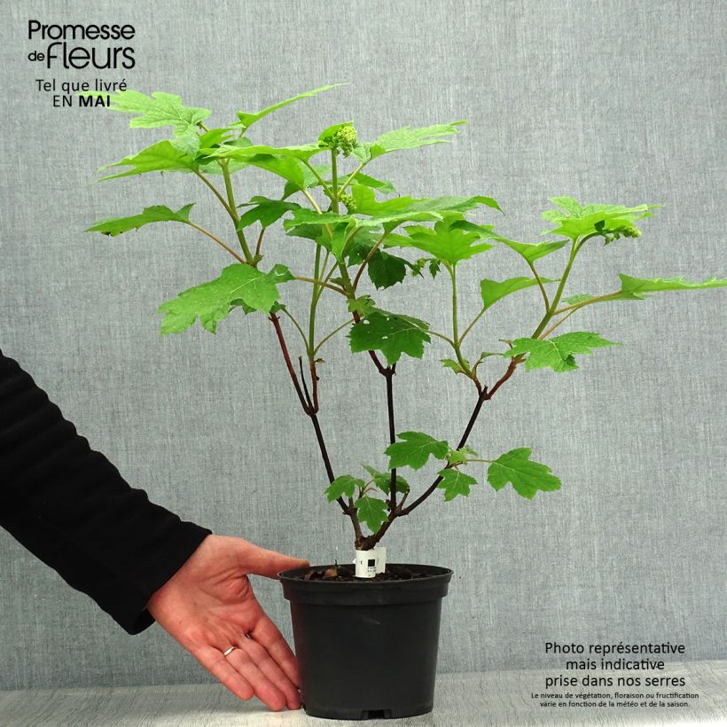 Hortensia aspera subsp. sargentiana Goldrush - Hydrangea Maceta 2L/3L Ejemplar entregado en la primavera