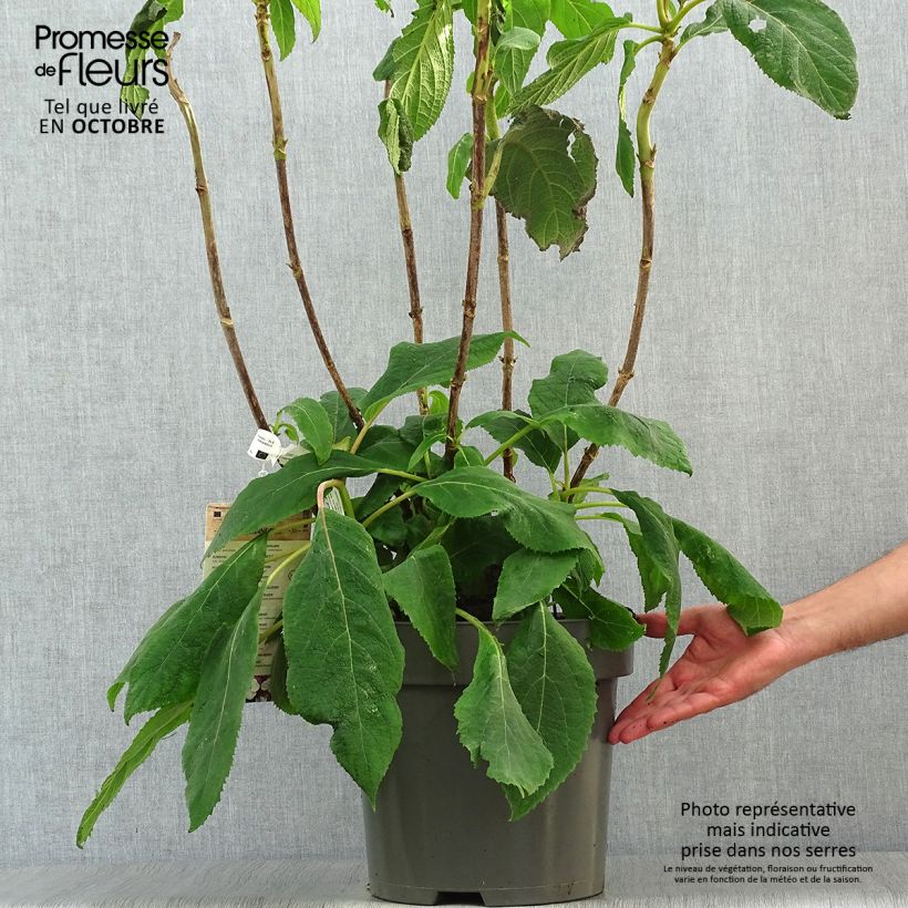 Ejemplar de Hortensia aspera Macrophylla - Hydrangea Maceta 7,5L/10L entregado en otoño