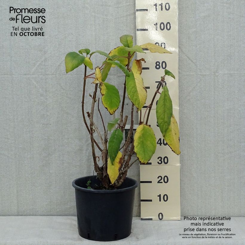 Ejemplar de Hortensia aspera Macrophylla - Hydrangea Maceta 12L/15L entregado en otoño