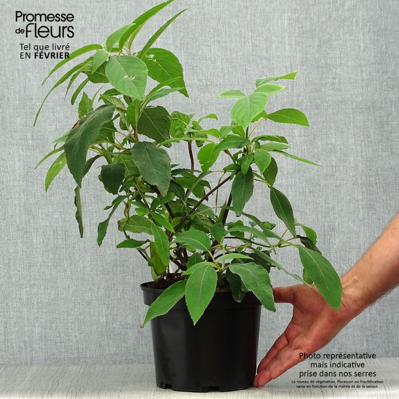 Ejemplar de Hortensia aspera Villosa - Hydrangea Maceta 3L/4L entregado en otoño